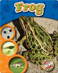 The Life Cycle of a Frog