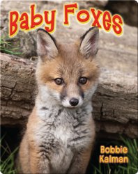 Baby Foxes