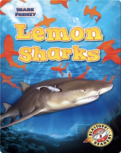 Shark Frenzy: Lemon Sharks