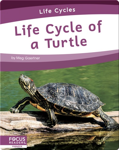 Life Cycle of a Turtle