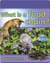 What Is a Food Chain?