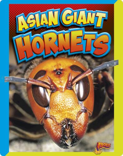 Asian Giant Hornets