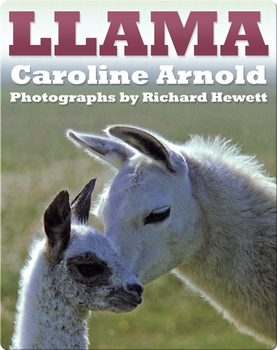 Llama